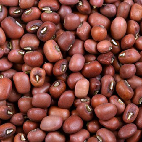 Adzuki Bean